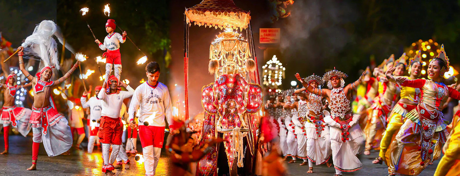 Perahera Elephants