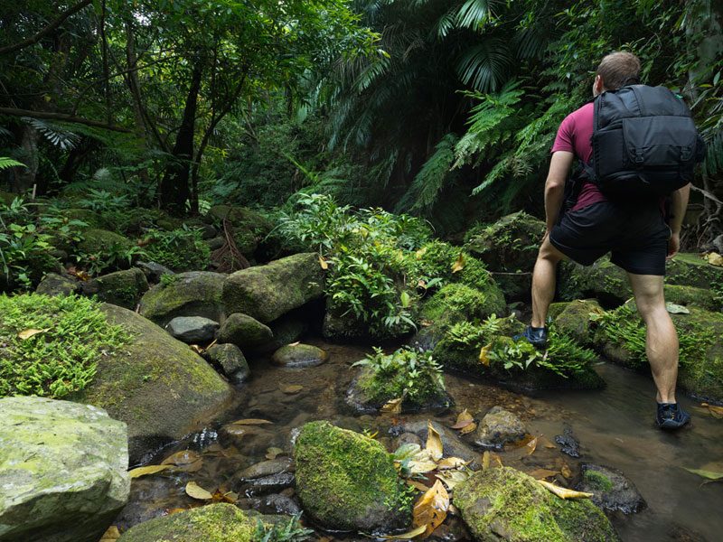 Udawatta Kele Forest